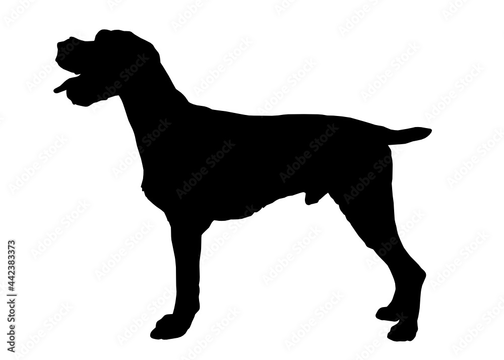 German Wirehaired Pointer dog silhouette, Vector illustration silhouette of a dog on a white background. German Wirehaired Pointer dog silhouette, Vector illustration silhouette of a dog on a white background.