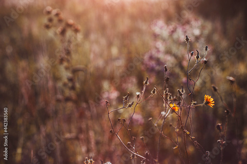 Autumn wild grass and flowers on a meadow in the rays of the golden hour sun. Seasonal romantic artistic vintage autumn field landscape wildlife background with morning sunlight