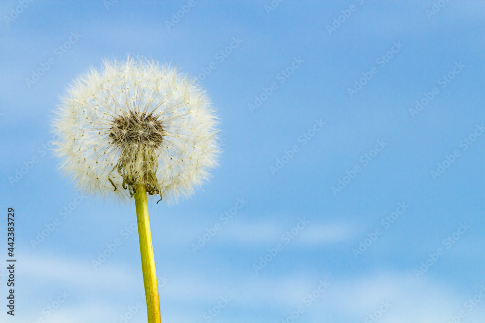 Dandelion fluff on the background of a beautiful blue sky on a sunny day