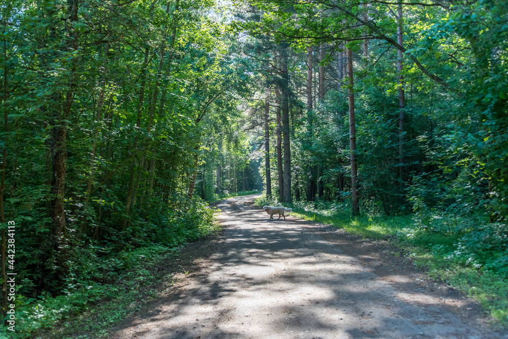 Fototapeta premium Golden Retriever on a Dirt Road in a Forest
