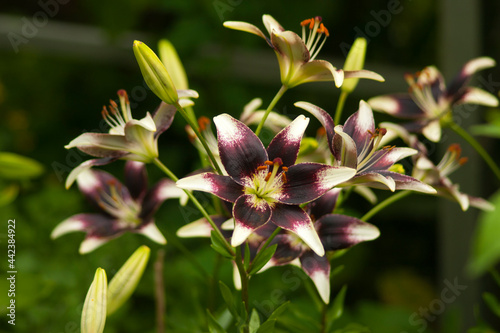 Lilium Аsiatic Netty's Pride flowers in the garden photo