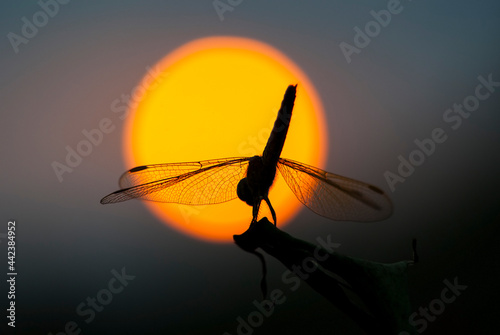 dragonfly with sunset background
