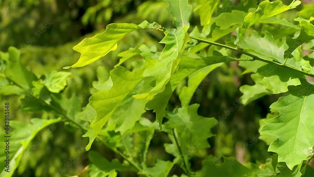 Twigs of a young oak sway in the wind on a sunny day against the backdrop of the forest. Shallow depth of field. Twigs of a young oak sway in the wind on a sunny day against the backdrop of the forest. Shallow depth of field.