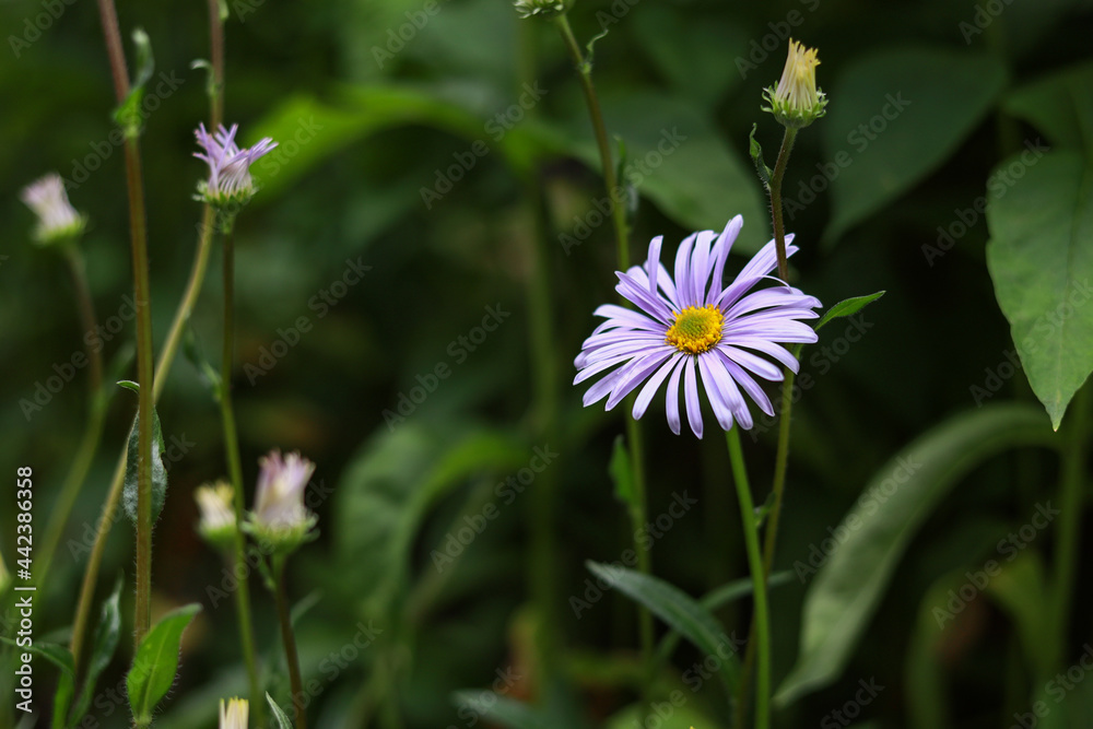Small beautiful blue flower blooming on a green garden backgorund. Small beautiful blue flower blooming on a green garden backgorund.