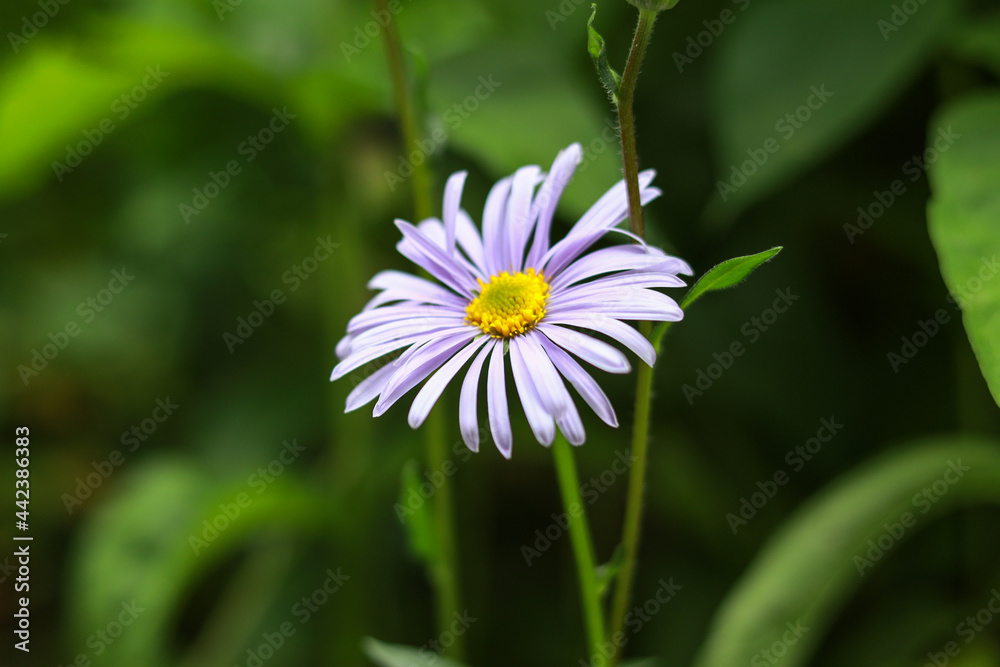 Small beautiful blue flower blooming on a green garden backgorund. Small beautiful blue flower blooming on a green garden backgorund.