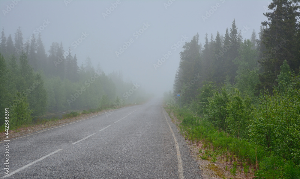 Naklejka premium road in the forest road inhe fog