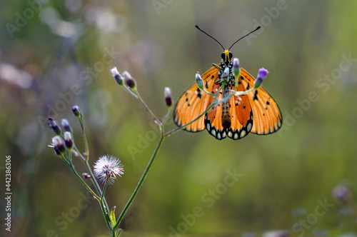 butterfly basking on a stem