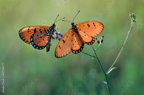 two butterflies basking on a stem