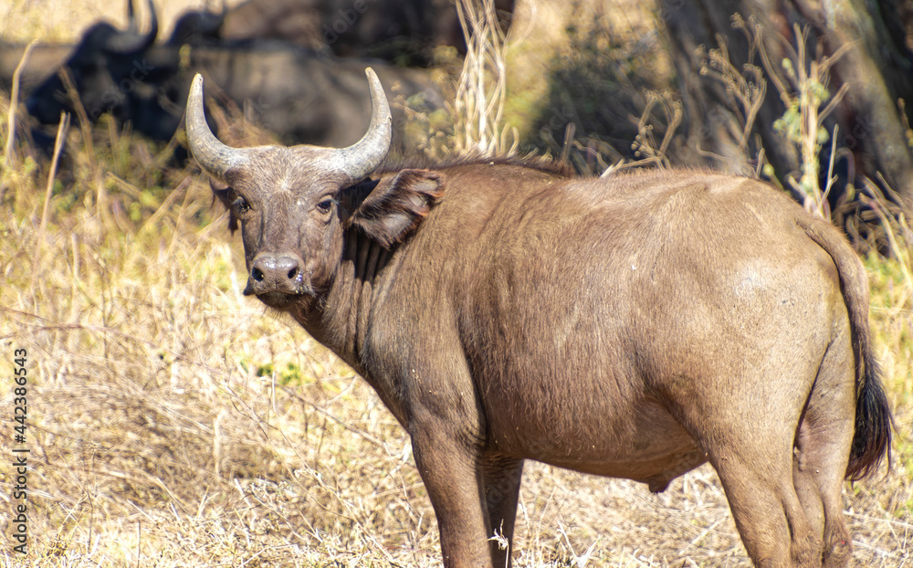 Tanzania, Serengeti park - African buffalo. Tanzania, Serengeti park - African buffalo.