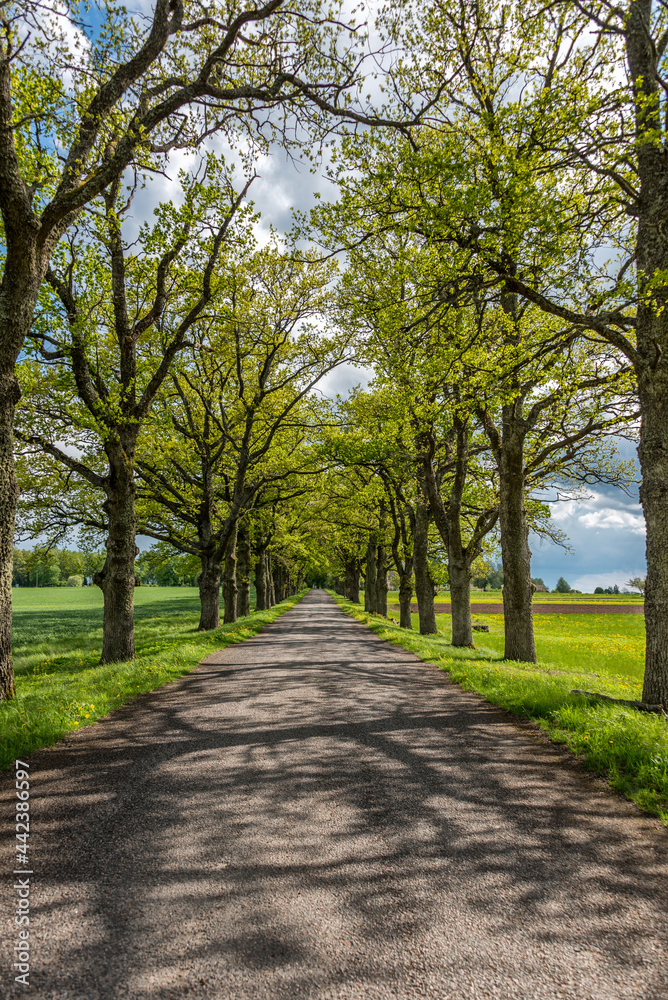 Tree Lined Rural Road in Latvia in Springtime