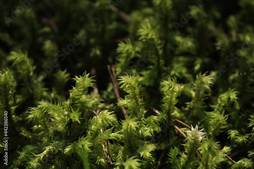 Hylocomiadelphus triquetrus, big shaggy-moss, electrified cat's tail moss, rough goose neck moss. Green transparent moss sparkles in the sunlight. Green moss background.