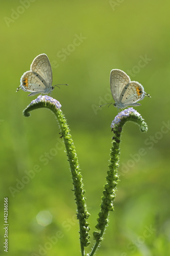 butterfly on a leaf