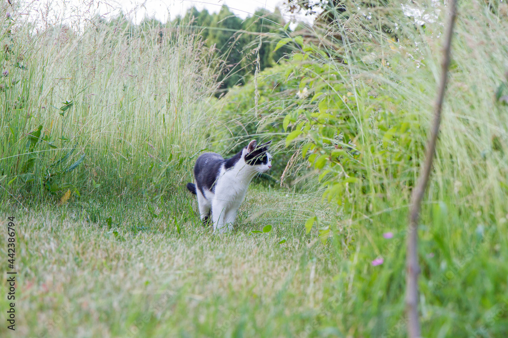 Black and white cat walking a path among grass in a garden Black and white cat walking a path among grass in a garden