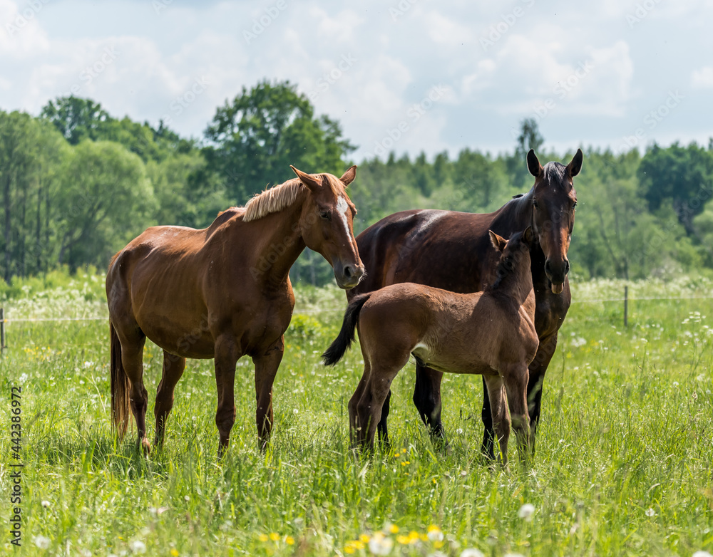 Loving Family of Horses in a Meadow on a Sunny Day