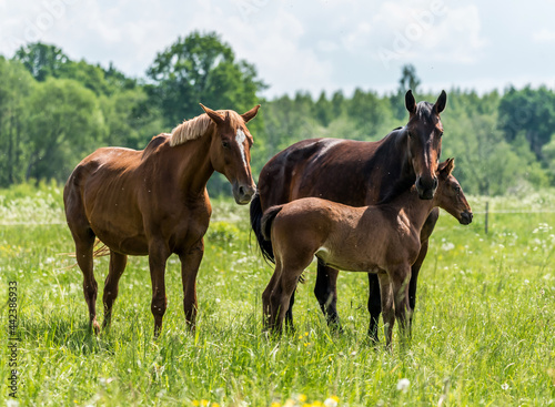 Loving Family of Horses in a Meadow on a Sunny Day © JonShore