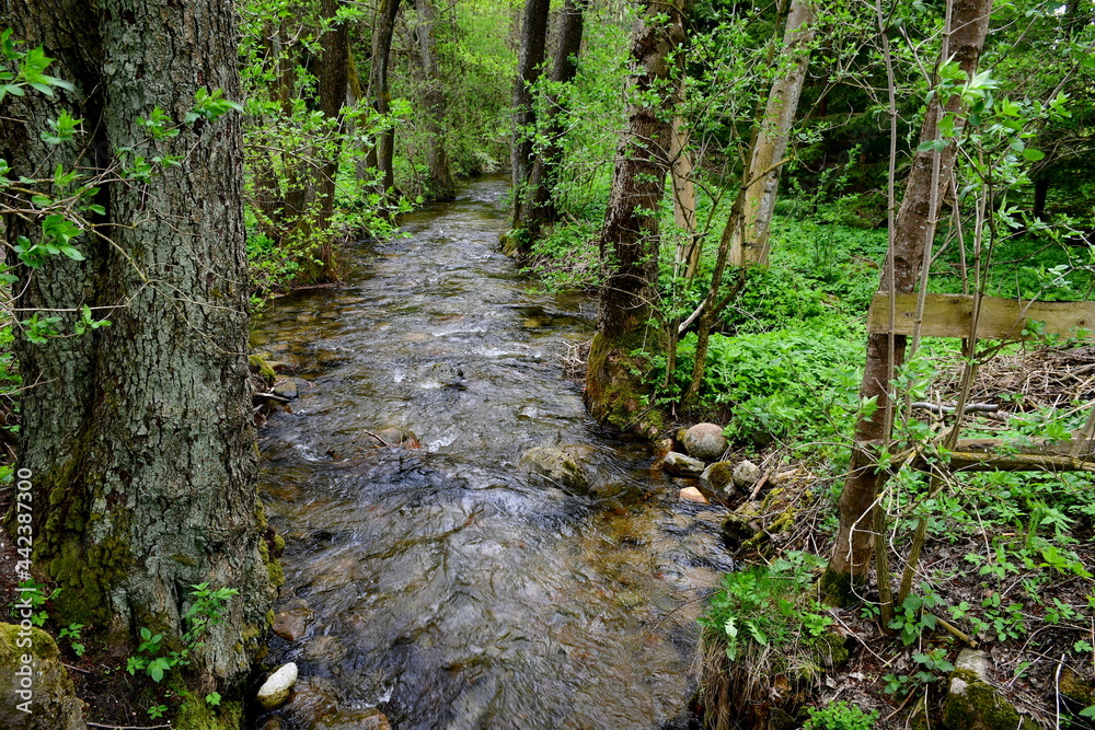 A view of a small stream or river flowing through the woods with some rocky bottom visible and the banks of the reservoir being covered with shrubs, leaves, herbs, and other flora seen in summer