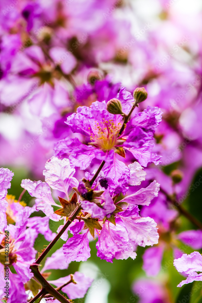 Close up Violet Lagerstroemia floribunda flower in home garden on summer. Close up Violet Lagerstroemia floribunda flower in home garden on summer.
