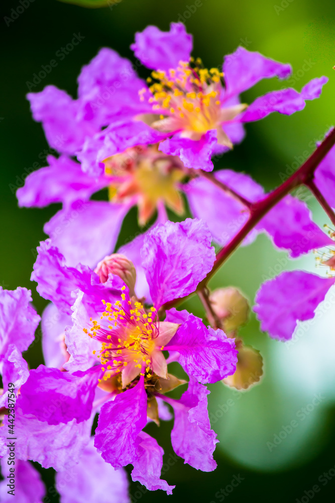 Close up Violet Lagerstroemia floribunda flower in home garden on summer. Close up Violet Lagerstroemia floribunda flower in home garden on summer.