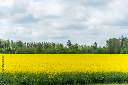 Vast Field of Yellow Rapseed Flowers in Rural Latvia