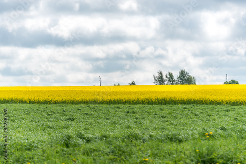 Vast Field of Yellow Rapseed Flowers in Rural Latvia