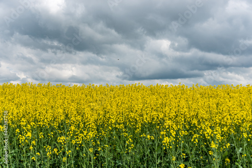 Vast Field of Yellow Rapseed Flowers in Rural Latvia © JonShore