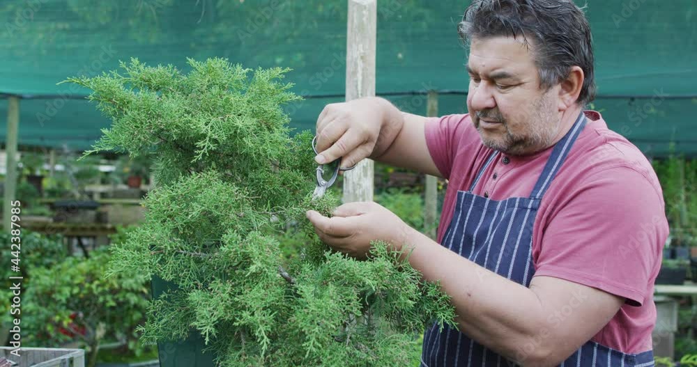 Caucasian male gardener cutting bonsai tree at garden center