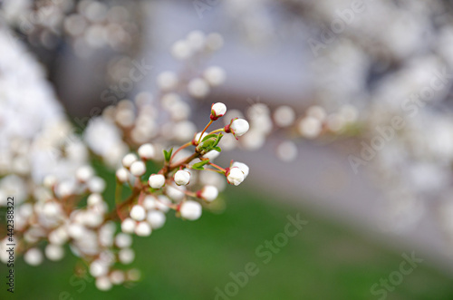 cherry blossom with white flowers