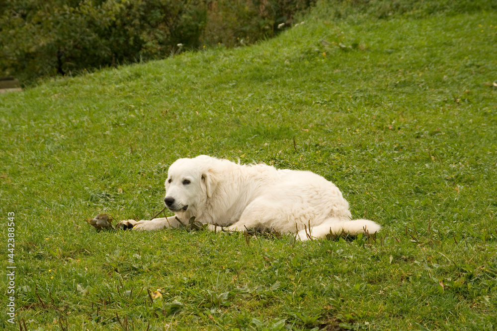 The Tatra Sheepdog lies on a green lawn and bites a stick The Tatra Sheepdog lies on a green lawn and bites a stick