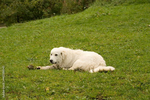 The Tatra Sheepdog lies on a green lawn and bites a stick