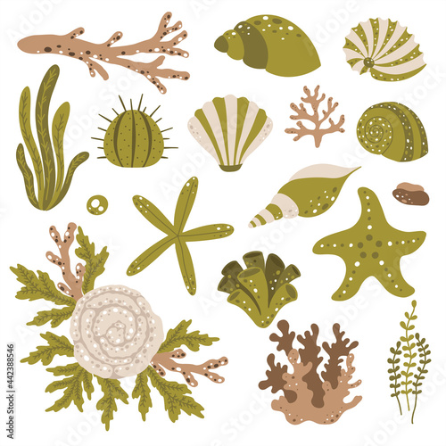 Set of marine plants and seashells in scandinavian style
