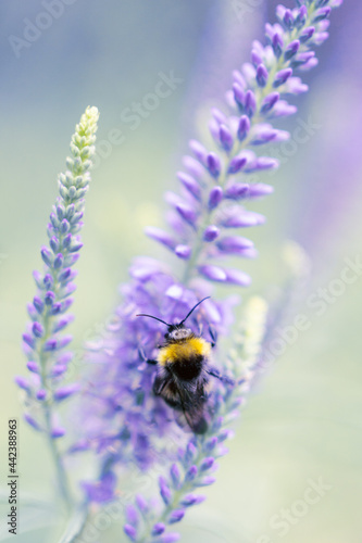 cute bumblebee sprinkles purple flower close up © Анна Майорова