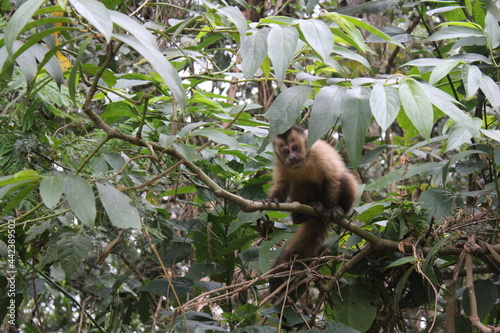 capucin dans la jungle 