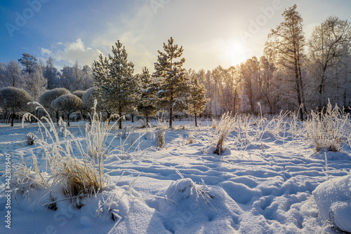 Winter landscape in a snowy park