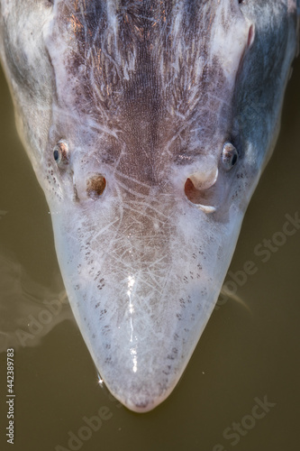 Kopf mit Nase und Barteln eines Beluga Hausen (Huso Huso, Kavier Stör) aus dem Fluss Donau in Rumänien photo