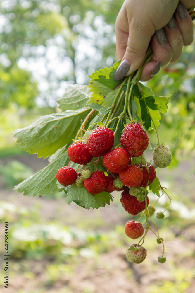 Summer ripe fresh juicy strawberries with leaves in the garden. Copy space. Strawberry field on a fruit farm. Fresh ripe organic strawberries on a berry plantation. Summer ripe fresh juicy strawberries with leaves in the garden. Copy space. Strawberry field on a fruit farm. Fresh ripe organic strawberries on a berry plantation.