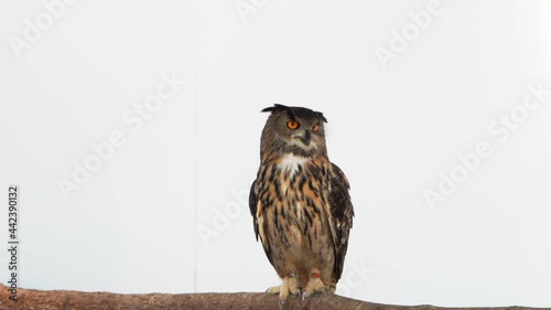 European eagle owl bird of prey standing on wooden branch photo