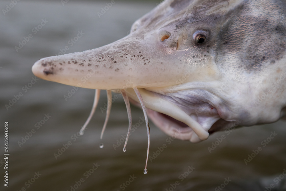 Kopf mit Nase und Barteln eines Beluga Hausen (Huso Huso, Kavier Stör ...