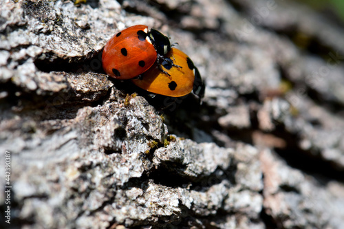 Ladybug Beetle Sex 04