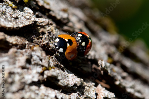 Ladybug Beetle Sex 07