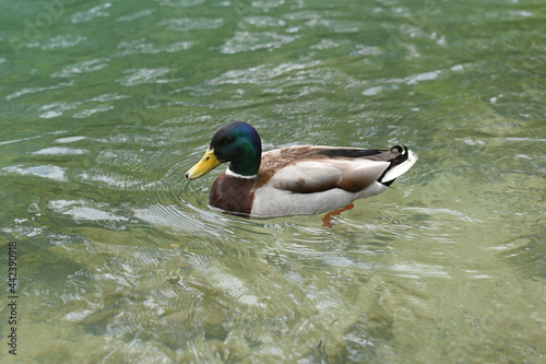 wild duck on the water