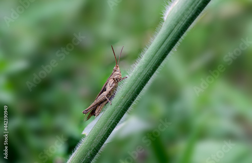 A grasshopper sitting on a green branch close up macro