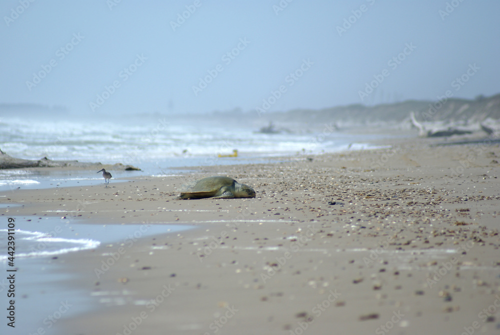 turtle at the beach