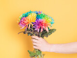 Man's hand holding a bouquet of colored chrysanthemums on a yellow background, front view. Chrysanthemum painted in rainbow colors.