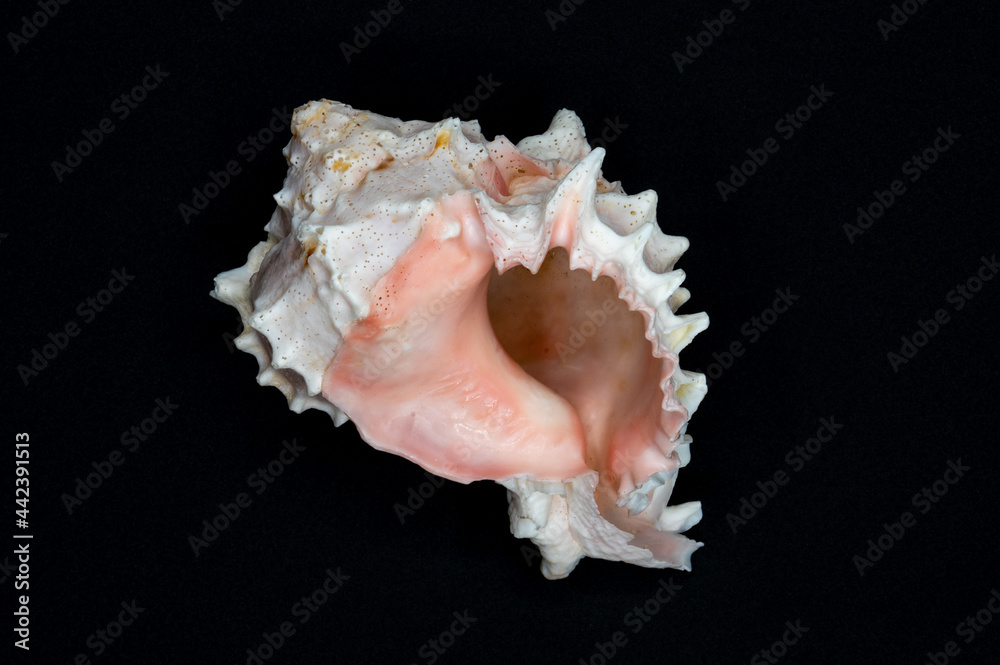 white and pink seashell centered on black background white and pink seashell centered on black background