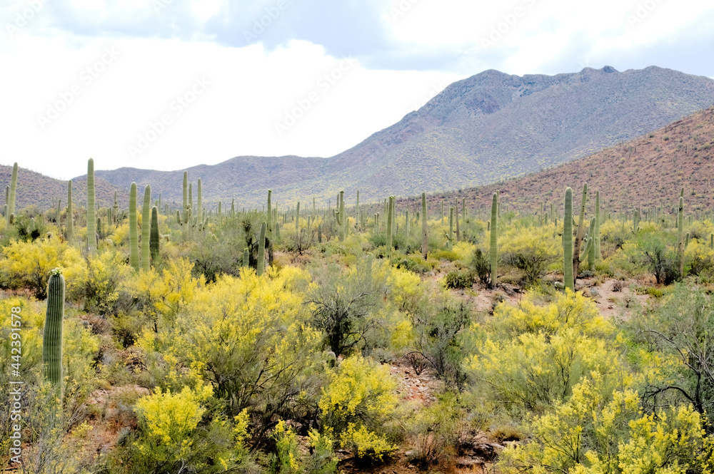 Saguaro Cactus and Palo Verde trees in bloom in Arizona