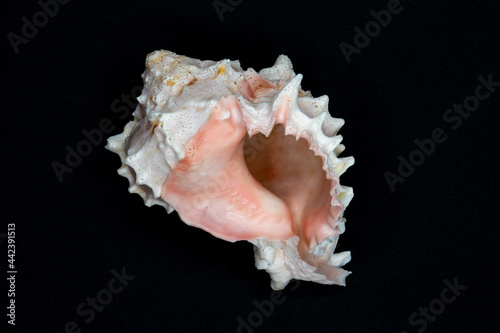 white and pink seashell centered on black background 