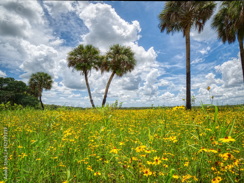Summer day with blue sky and white clouds in Myakka River State Park in Sarasota Florida USA