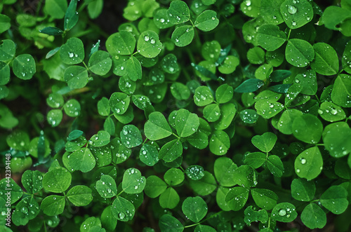 small green leaves with raindrops