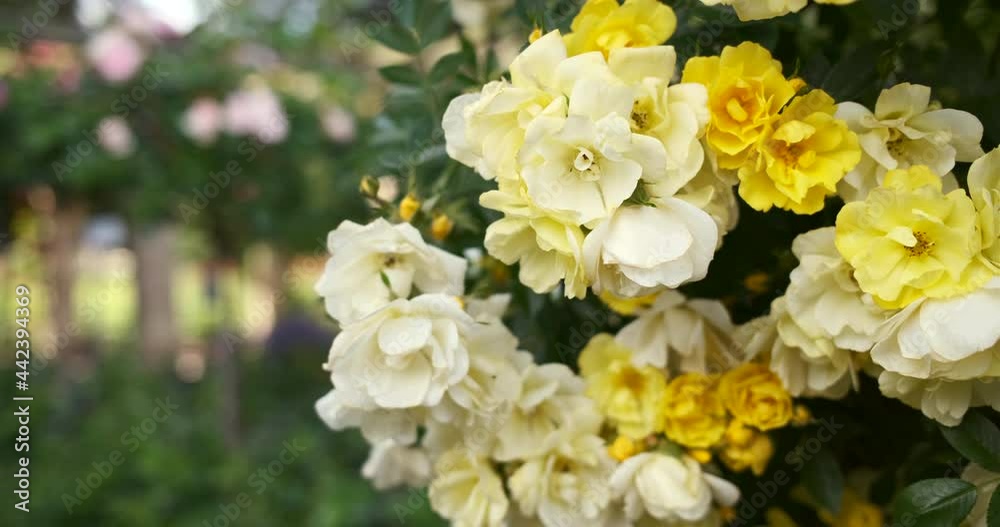 Steady shot of beautiful yellow flowers in the botanical garden on the island Insel Mainau Steady shot of beautiful yellow flowers in the botanical garden on the island Insel Mainau