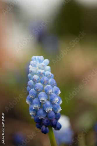 blue grape hyacinth close up macro in detail of perennial plant in bloom Asparagaceae bulb Spring blooming fragrant hyacinths Bulgarian light blue early bloomers in home garden blurred background 